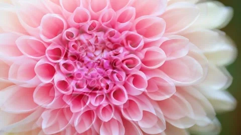 Macro Beauty of a Dahlia Bloom 動画素材 339267009