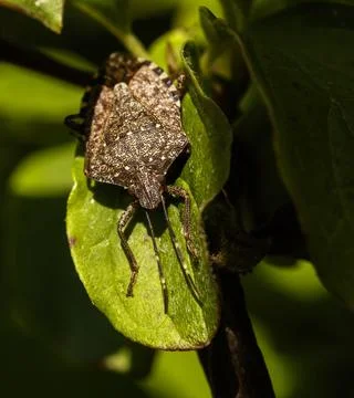 Macro of a bedbug Foto stock