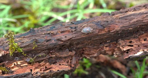 Macro - Bedbug on a tree bark 動画素材 328453561