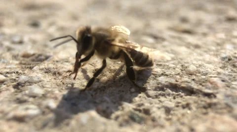Macro Bee 2 库存影片 36756405
