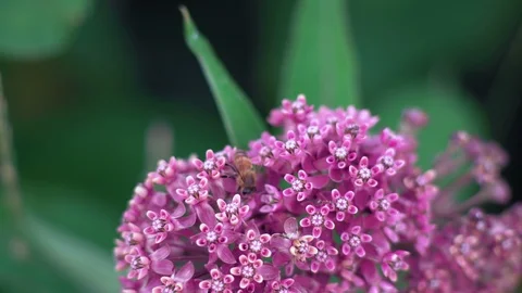 Macro Bee and Ant Creep over Pink Flowers and Collect Nectar Stock Footage 93997789