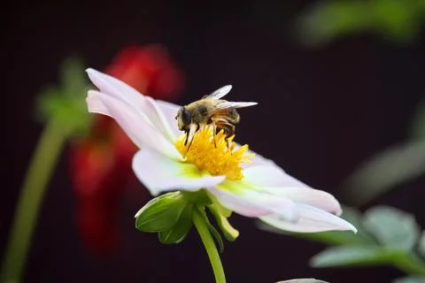 Macro bee on big white flower dahlia with blur flower background. flower card Stock Photos