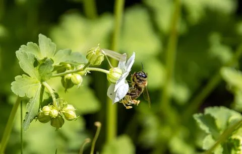 Macro of a bee on a Bigroot Geranium macrorrhizum blossom Stock Photos