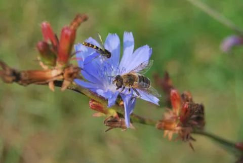 Macro bee on a blue flower. Foto stock