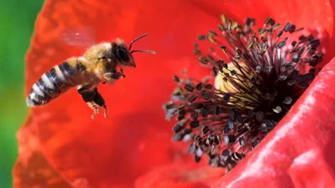 Macro Bee collecting nectar from poppy flower Stock Footage 91262685
