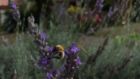 Macro bee collecting pollen from a lavender flower in the French summertime Video stock 79568155