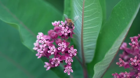 Macro Bee Collects Nectar from Pink Flowers Stock Footage 93995485
