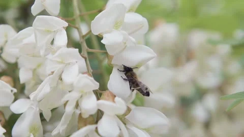 Macro a bee collects nectar in slow motion. A bee on white acacia flower Stock Footage 143588312