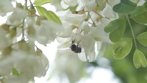 Macro a bee collects nectar in slow motion. A bee on white acacia flower Stock Footage 143588430