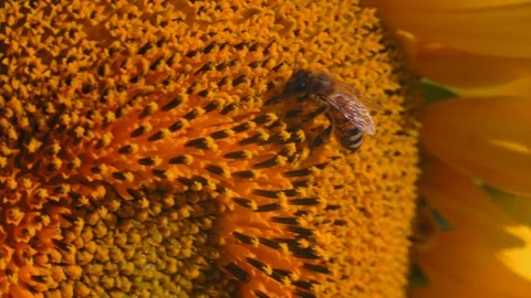Macro, Bee Collects Nectar on a Sunflower Flower, Then Flies Away Stock Footage 113758007