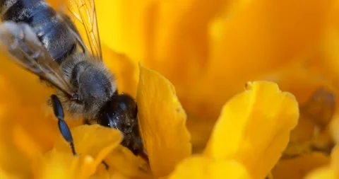 Macro. The bee collects nectar in yellow flowers on a dark green background. Video stock 160183380