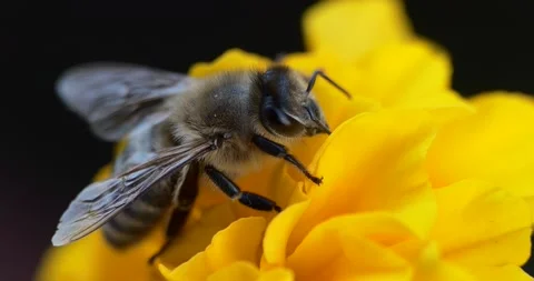 Macro. The bee collects nectar in yellow flowers on a dark green background. Stock-Footage 160183386
