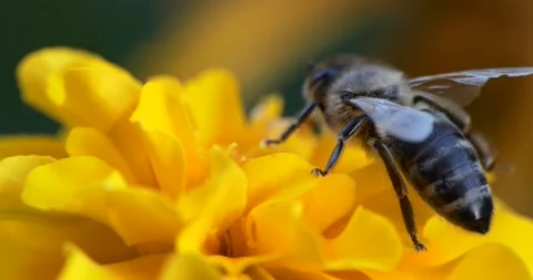 Macro. The bee collects nectar in yellow flowers on a dark green background. Video stock 160183468