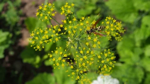 Macro bee collects pollen Close up green umbrella dill seeds shallow depth field Stock Footage 157211409