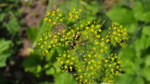 Macro bee collects pollen Close up green umbrella dill seeds shallow depth field Stock Footage 157211421