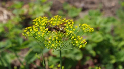 Macro bee collects pollen Close up green umbrella dill seeds shallow depth field Stock Footage 157211460