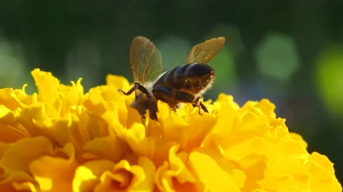 Macro. The bee collects pollen in yellow flowers on a dark green background. Vídeos de archivo 160137465