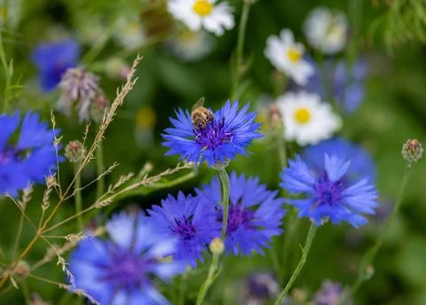 Macro of a bee on a cornflower centaurea cyanus blossom Stock Photos