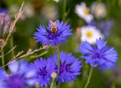 Macro of a bee on a cornflower centaurea cyanus blossom Stock Photos