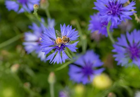 Macro of a bee on a cornflower centaurea cyanus blossom 写真素材