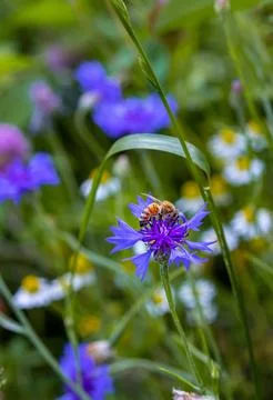 Macro of a bee on a cornflower centaurea cyanus blossom 写真素材