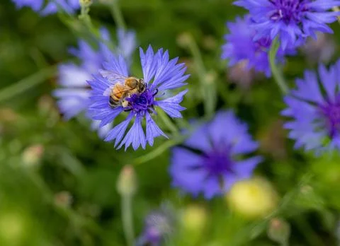 Macro of a bee on a cornflower centaurea cyanus blossom Stock Photos