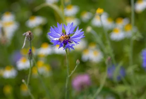 Macro of a bee on a cornflower centaurea cyanus blossom Stock-Fotos