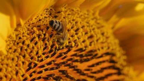 Macro, Bee Covered in Pollen of Flower, Collects Nectar from Sunflower on the Stock Footage 113309451