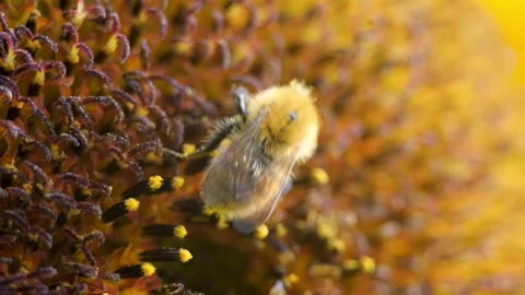 Macro of bee covered in pollen on sunflower - Nature pollination detail 스톡 동영상 327561798