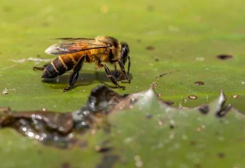 Macro bee drinking water 스톡 사진