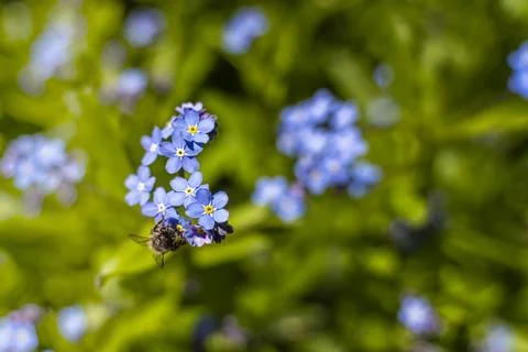 Macro. A bee drinks nectar from a blue flower on a blurry green background Stock Photos