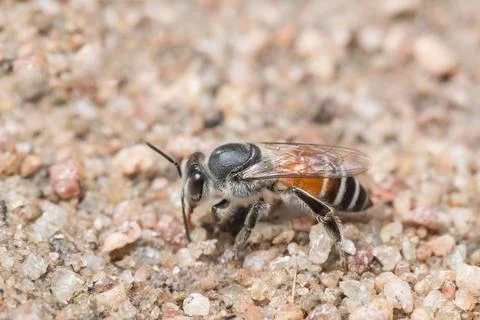 Macro bee feeding on the ground. Stock Photos