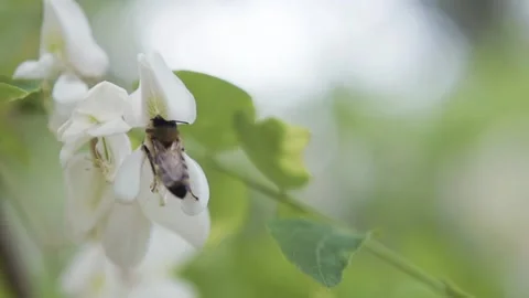 Macro: the bee flies off the flower in slow motion. White acacia flowers with a 스톡 동영상 143588325