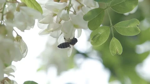 Macro: the bee flies off the flower in slow motion. Stock Footage 143588343
