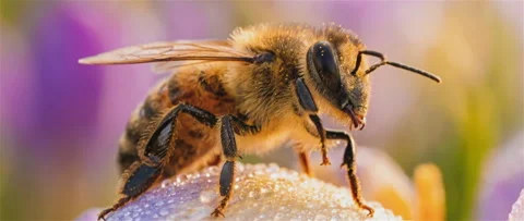 Macro Bee On Flower Background Vídeo Stock 335713820