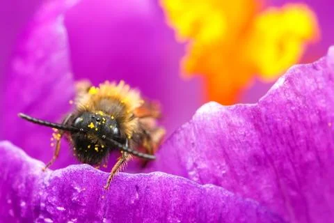 Macro of bee on flower Foto stock
