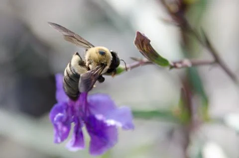 Macro Bee on Flower Stock-Fotos