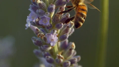 Macro bee on flower then flying off Stock Footage 113145415