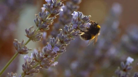 Macro of bee flying from one flower to another Stock Footage 113145280