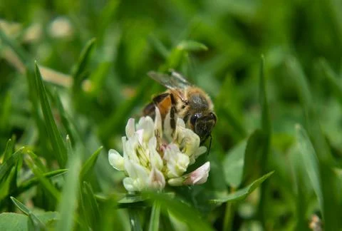 Macro bee flying over a wild flower growing up in green grass at sunny day Foto stock