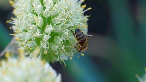 Macro of bee gathering pollen on flower Stock Footage 110048259