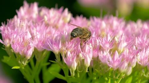 Macro of bee gathering pollen from Milkweed Stock Footage 106736895