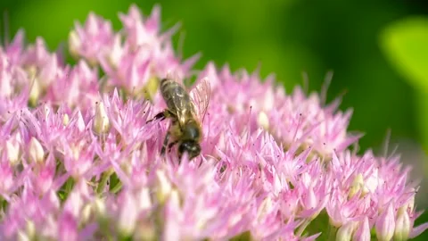 Macro of bee gathering pollen from Milkweed Stock Footage 106906652