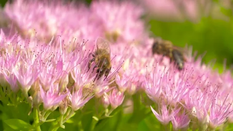 Macro of bee gathering pollen from Milkweed Stock Footage 148254235