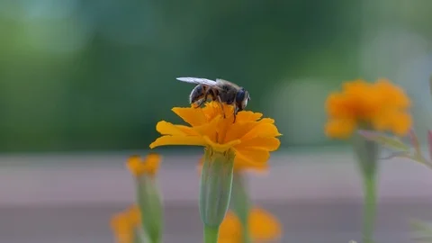 Macro of bee gathering pollen from sunflower in field Video stock 125447379