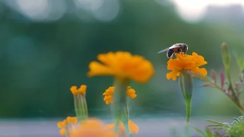 Macro of bee gathering pollen from sunflower in field Stock Footage 125931410