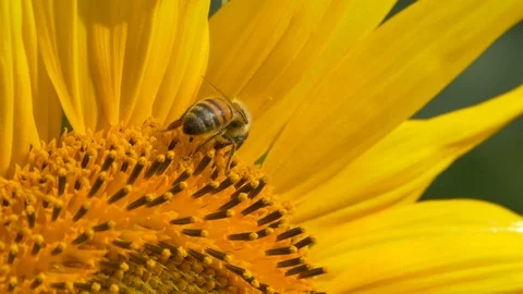 Macro of bee gathering pollen from sunflower in field Video stock 128171592