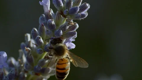 Macro of bee going from one flower to another Stock Footage 113145277