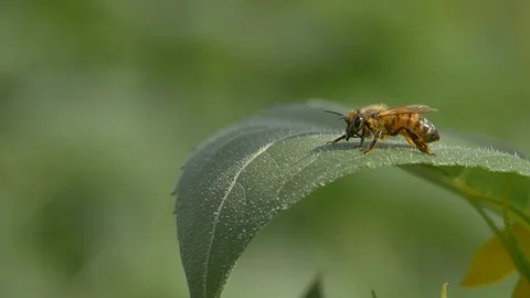 Macro of bee in green plants slow motion Video stock 127113853