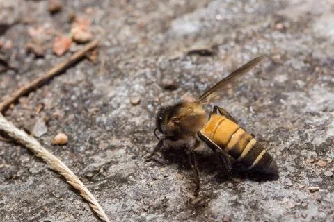 Macro bee on ground Stock Photos